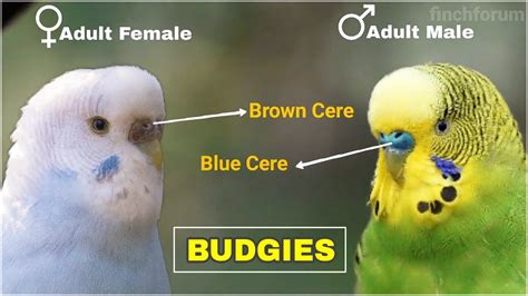 how to tell parakeet gender